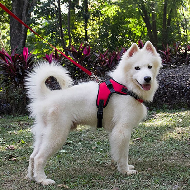 Adjustable Vest Harness For Small, Medium, Large And Extra Large Dogs.